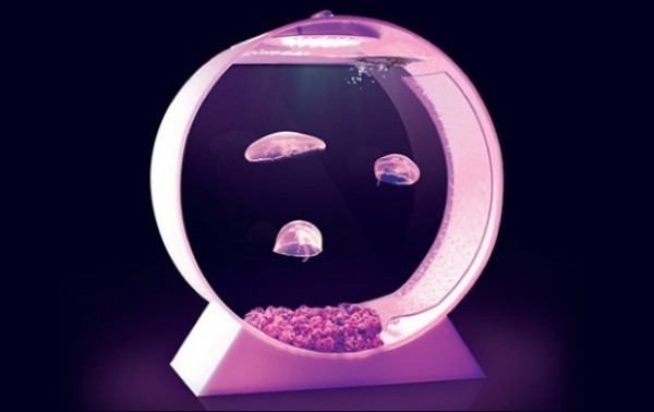 Jellyfish fish tank